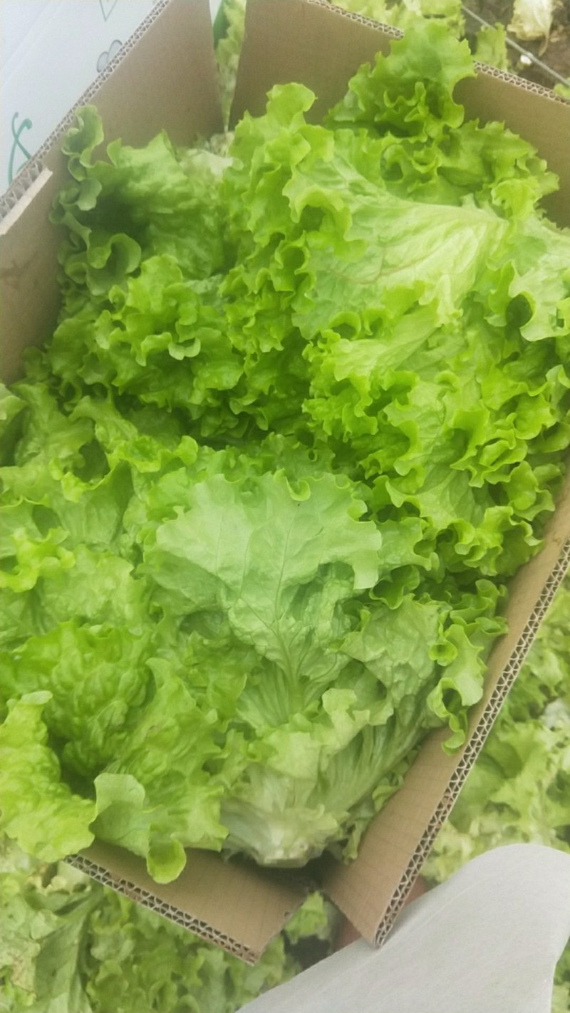 散叶生菜。。。。。。。。