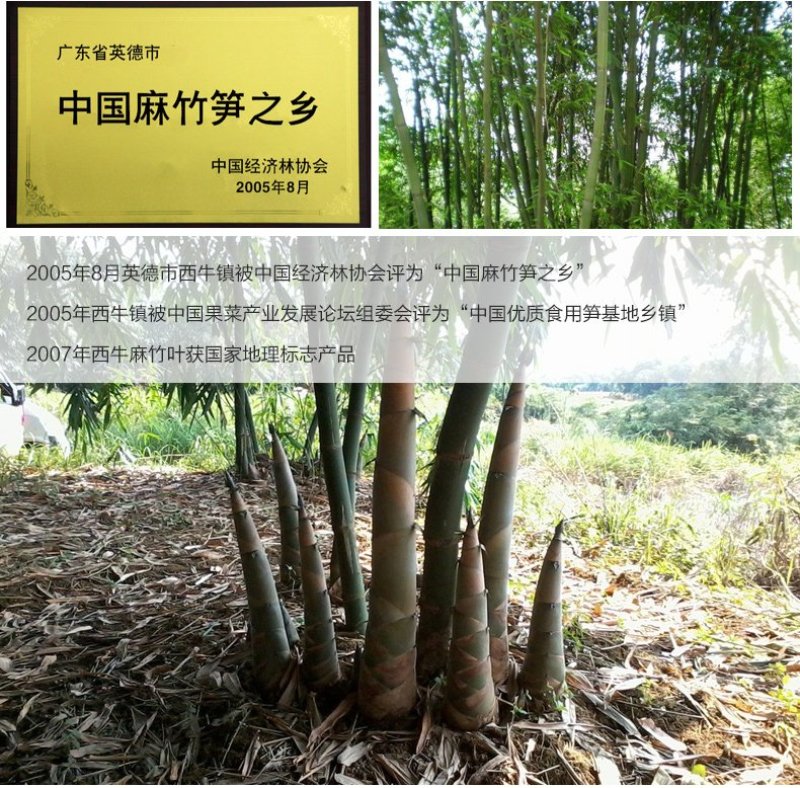 笋干回泡笋干免发泡麻竹笋