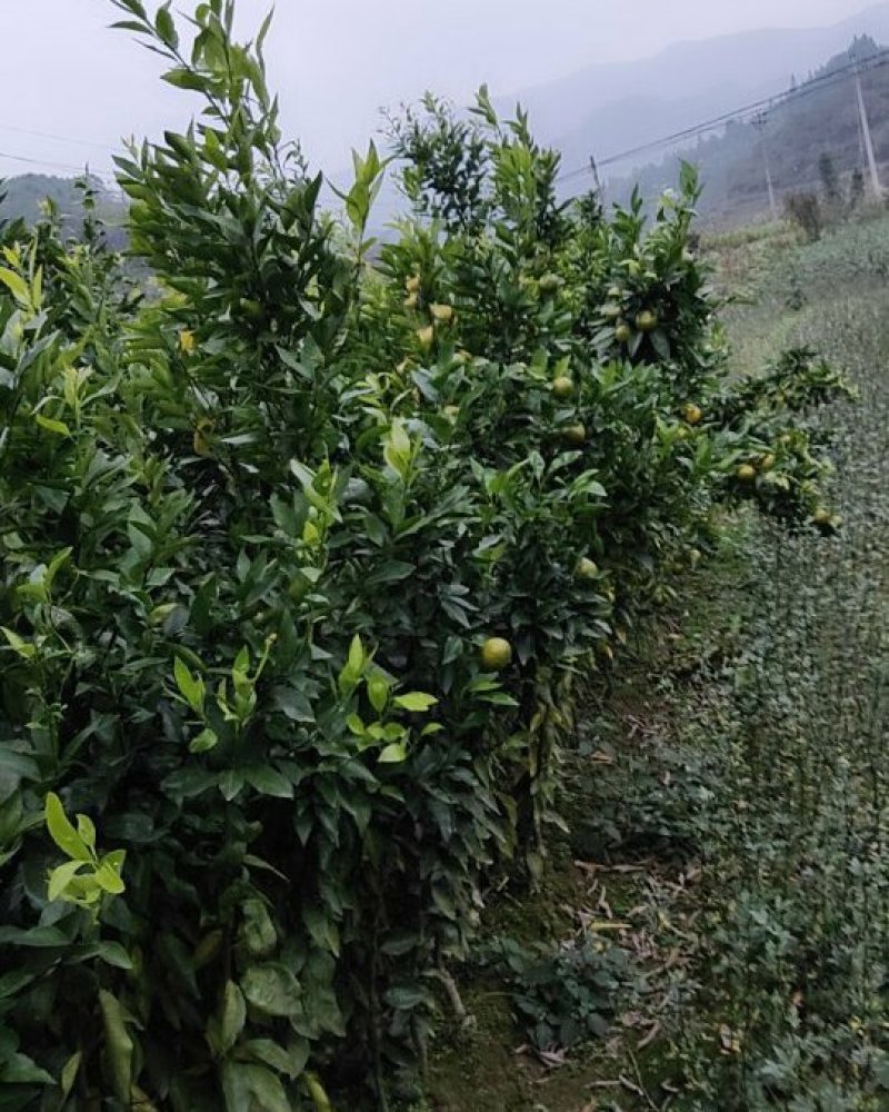 沃柑苗丰产性强挂果早适应性强丰产性好产量高