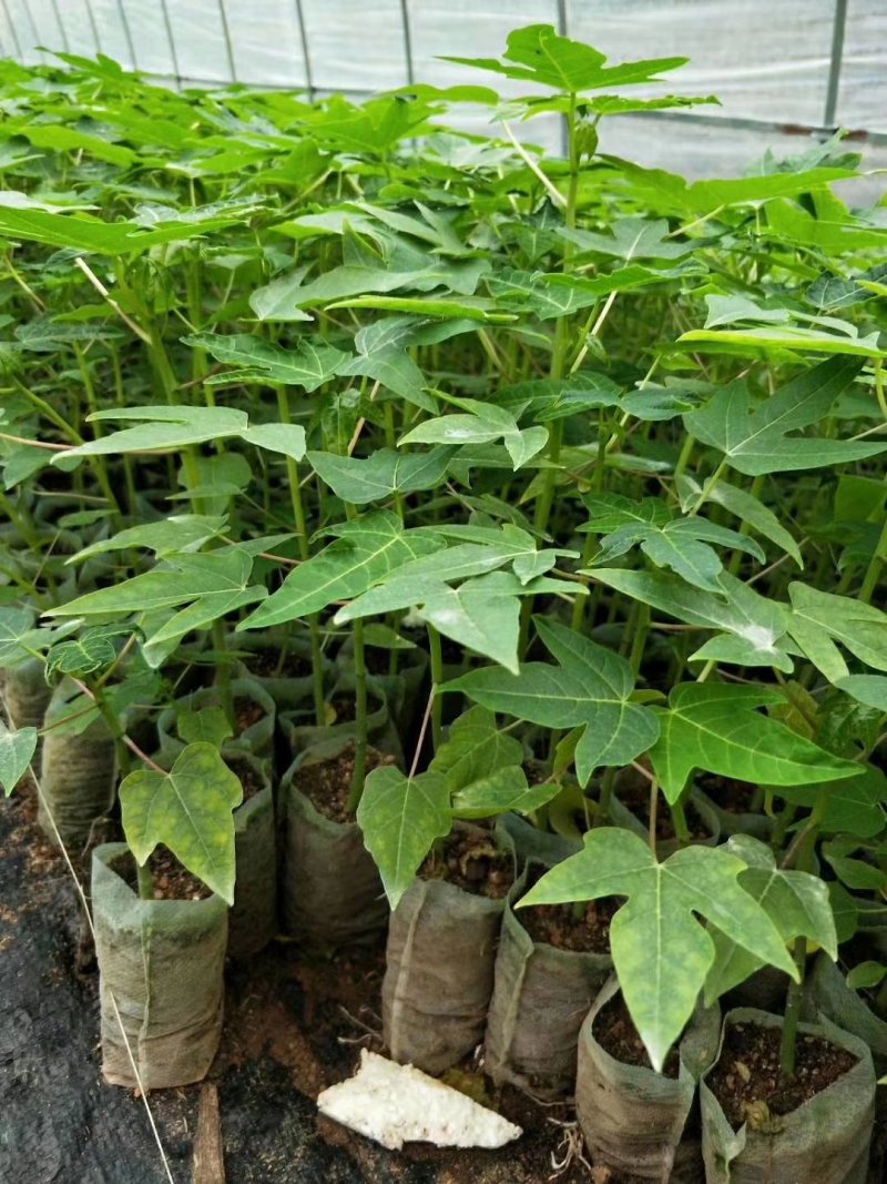 基地直供/大青水果木瓜苗红肉甜木瓜苗种子营养袋苗子