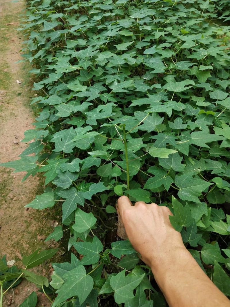 基地直供/大青水果木瓜苗红肉甜木瓜苗种子营养袋苗子