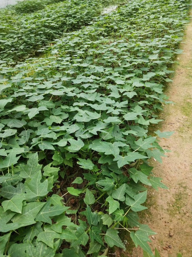 基地直供/大青水果木瓜苗红肉甜木瓜苗种子营养袋苗子