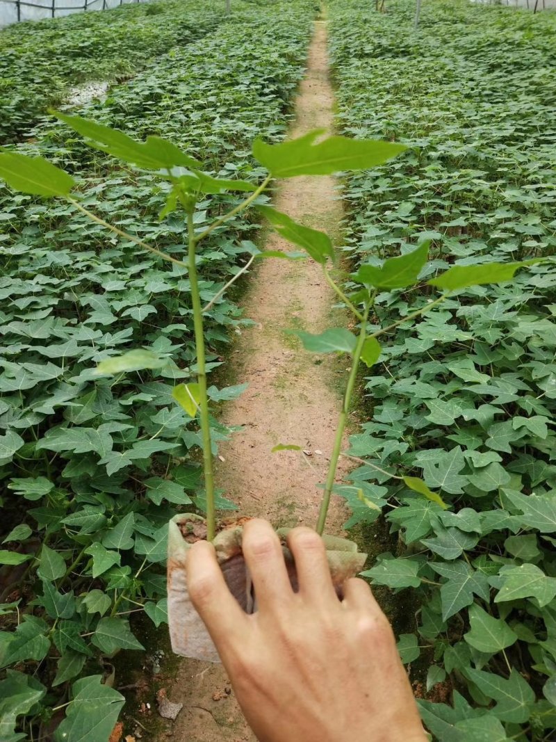 基地直供/大青水果木瓜苗红肉甜木瓜苗种子营养袋苗子