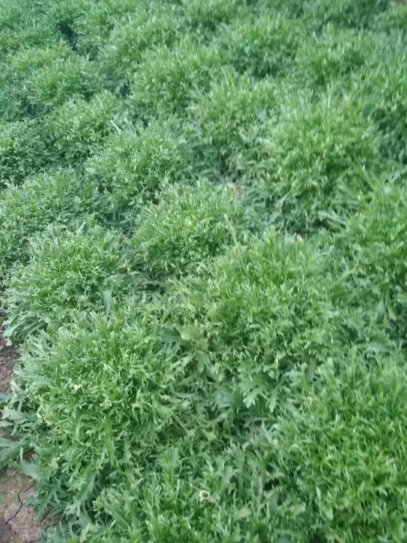 苦菊20~25cm！！！