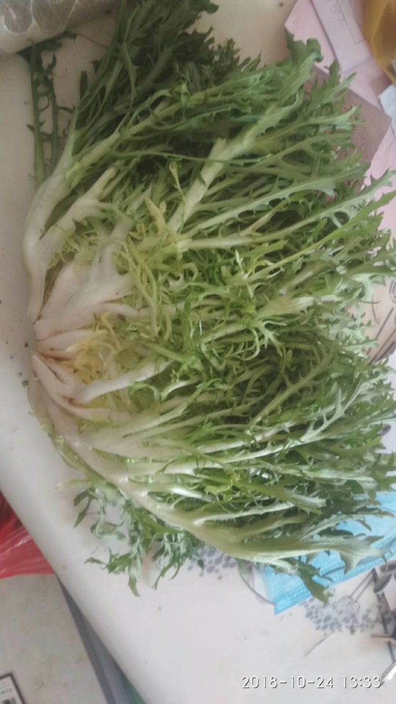 苦菊20~25cm！！！