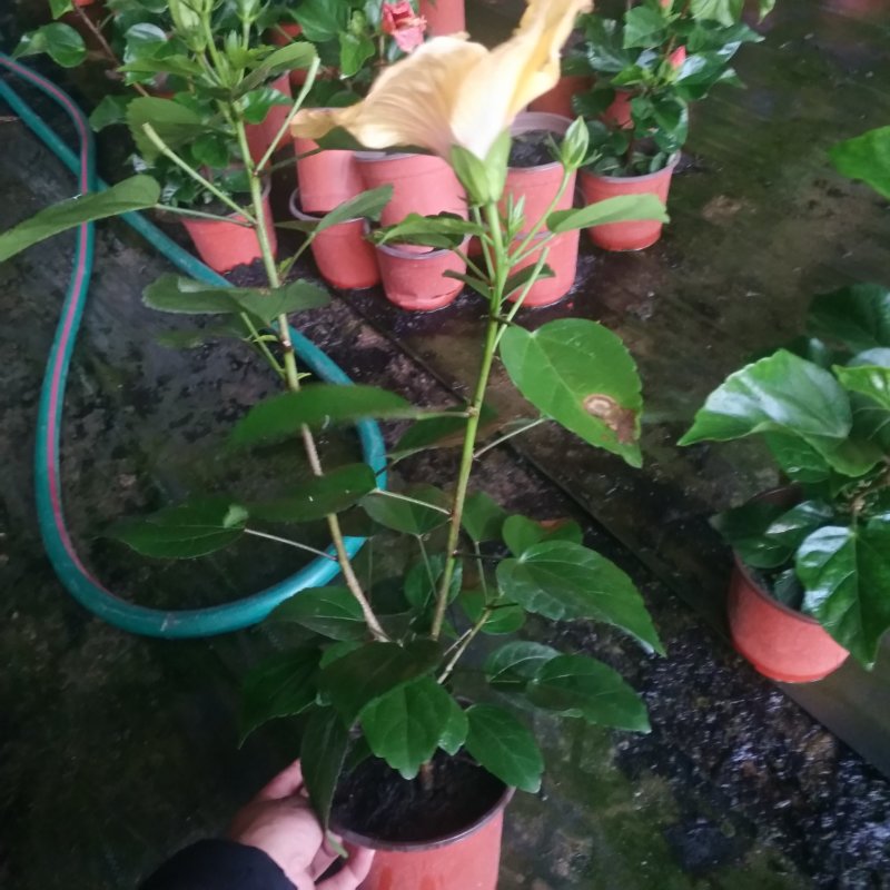 盆栽花卉批发丹麦木槿150盆花卉，红橙黄粉室内开花植物