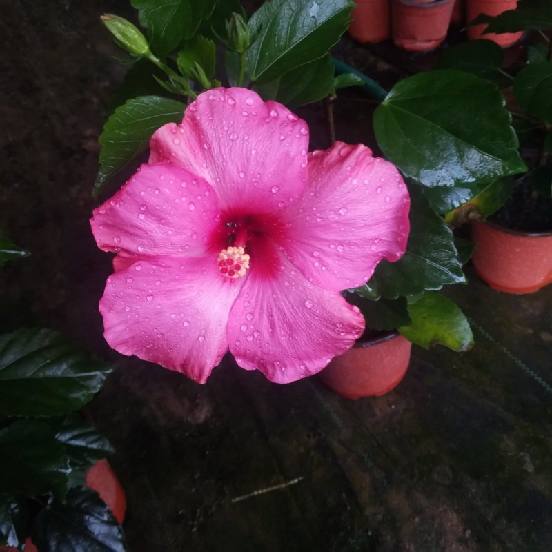 盆栽花卉批发丹麦木槿150盆花卉，红橙黄粉室内开花植物