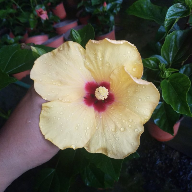 盆栽花卉批发丹麦木槿150盆花卉，红橙黄粉室内开花植物