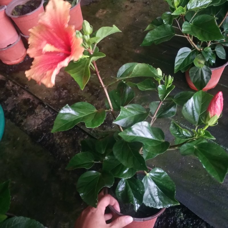 盆栽花卉批发丹麦木槿150盆花卉，红橙黄粉室内开花植物