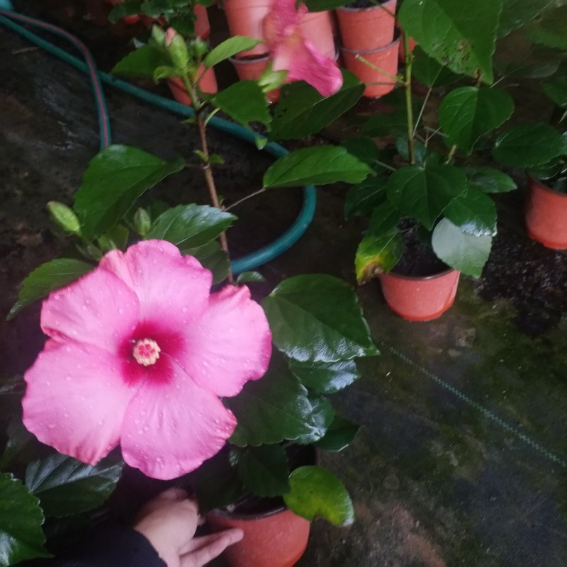 盆栽花卉批发丹麦木槿150盆花卉，红橙黄粉室内开花植物