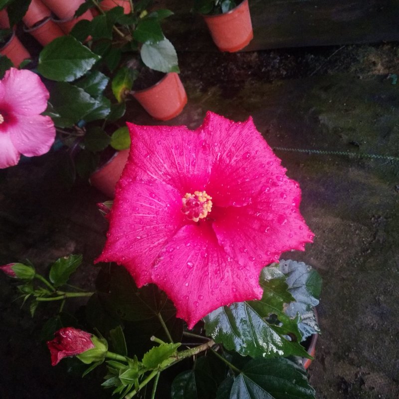 盆栽花卉批发丹麦木槿150盆花卉，红橙黄粉室内开花植物