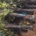 新品种波姬红无花果苗引进品种全部现挖现发包邮