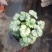 盆栽花卉批发矾根小盆栽整箱发物流多色观叶植物耐寒
