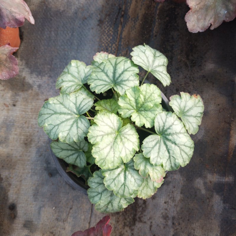 盆栽花卉批发矾根小盆栽整箱发物流多色观叶植物耐寒
