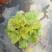 盆栽花卉批发矾根小盆栽整箱发物流多色观叶植物耐寒