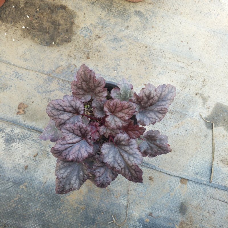 盆栽花卉批发矾根小盆栽整箱发物流多色观叶植物耐寒