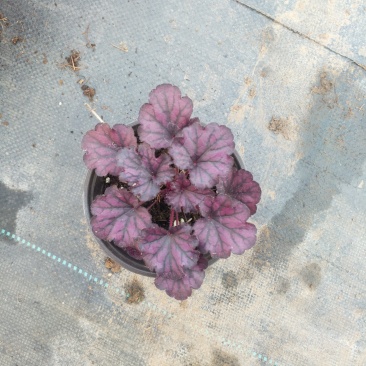盆栽花卉批发矾根小盆栽整箱发物流多色观叶植物耐寒