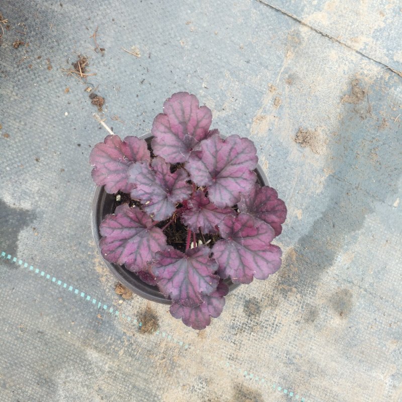 盆栽花卉批发矾根小盆栽整箱发物流多色观叶植物耐寒