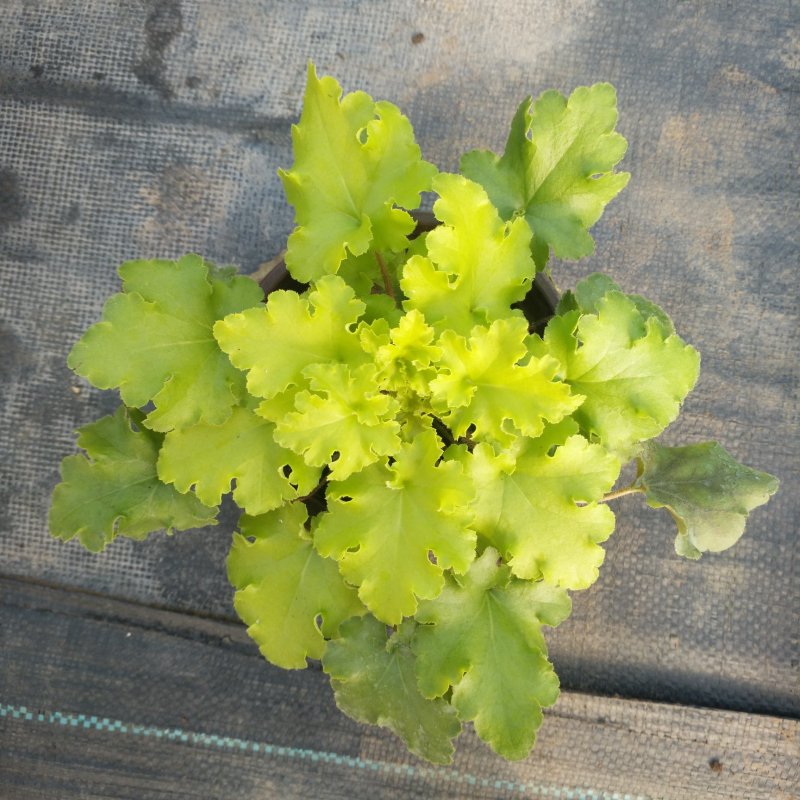 盆栽花卉批发矾根小盆栽整箱发物流多色观叶植物耐寒