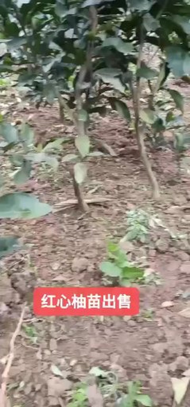 红心柚苗现挖现发，保证质量，尽快发货，诚信交易
