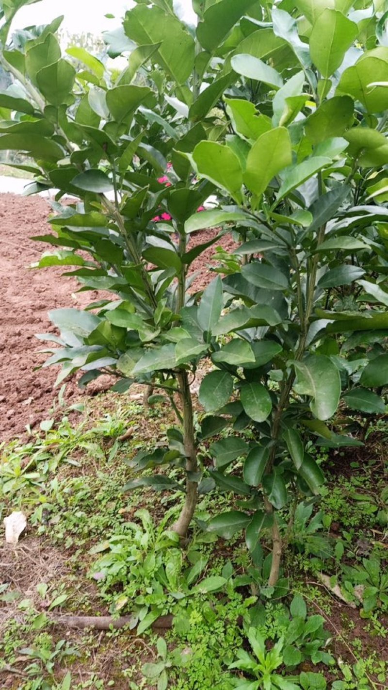 红心柚苗现挖现发，保证质量，尽快发货，诚信交易