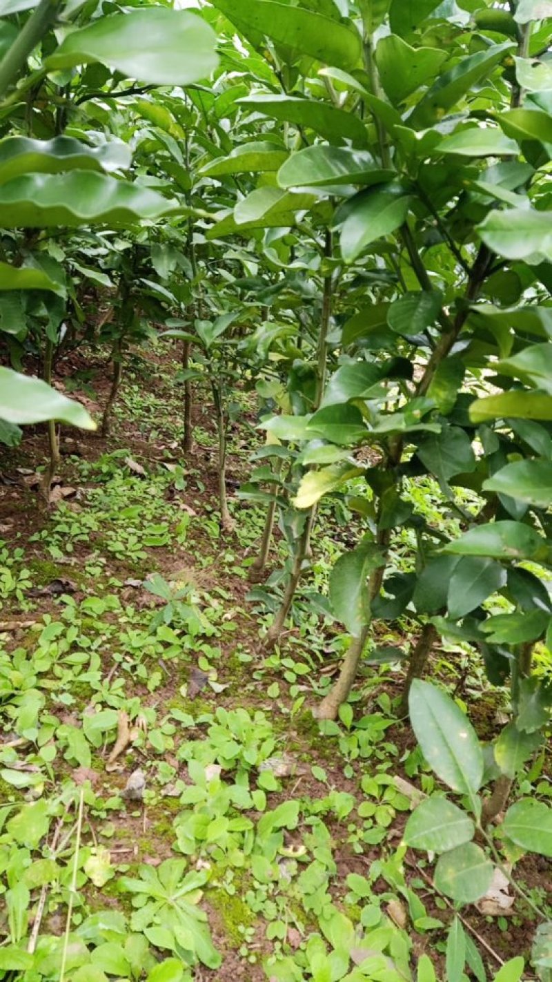 红心柚苗现挖现发，保证质量，尽快发货，诚信交易