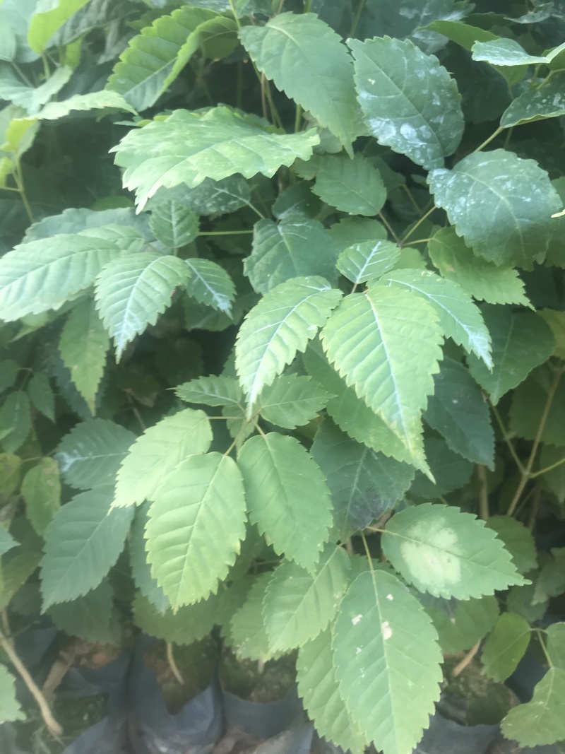 紫花风铃木树苗多花绣球品种小苗袋苗杯苗苗场直销珍贵树苗