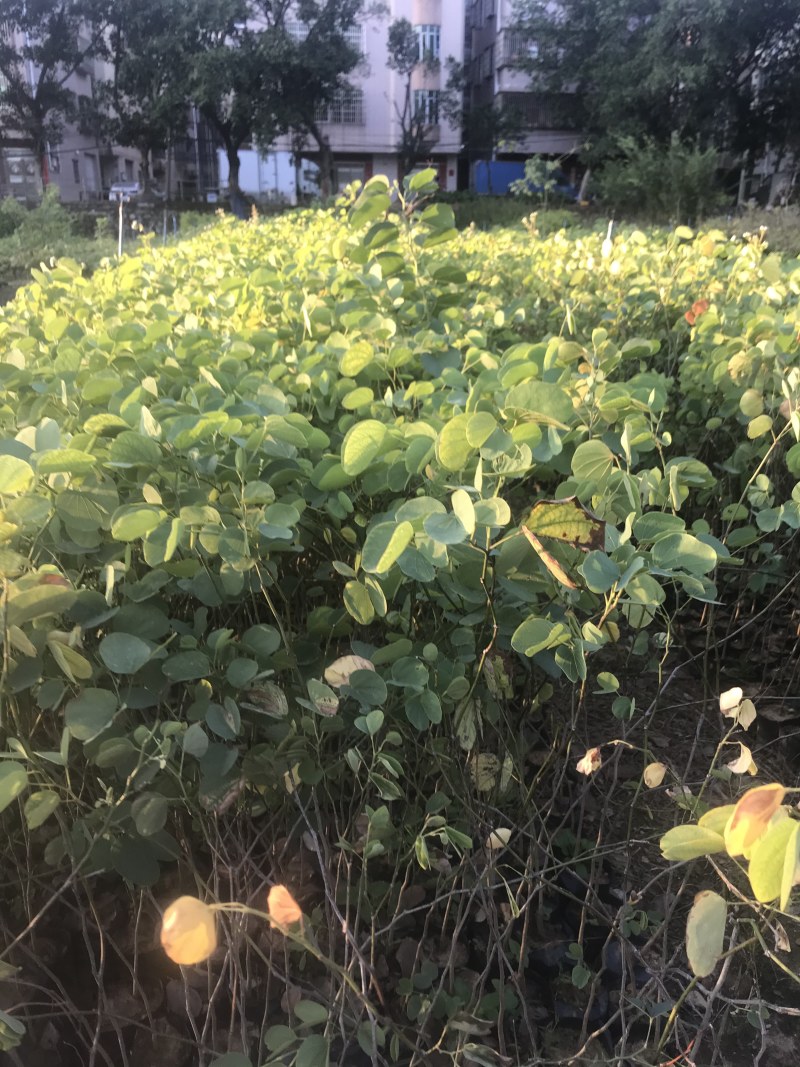 宫粉紫荆小苗树苗粉色白色红色