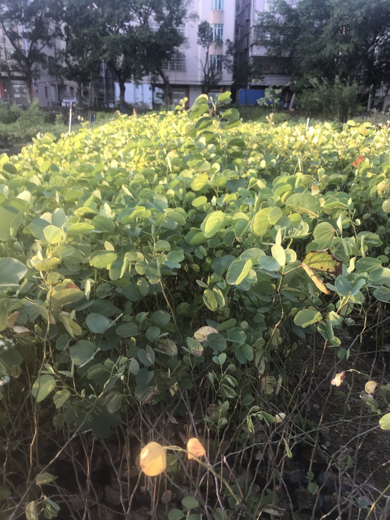 宫粉紫荆小苗树苗粉色白色红色