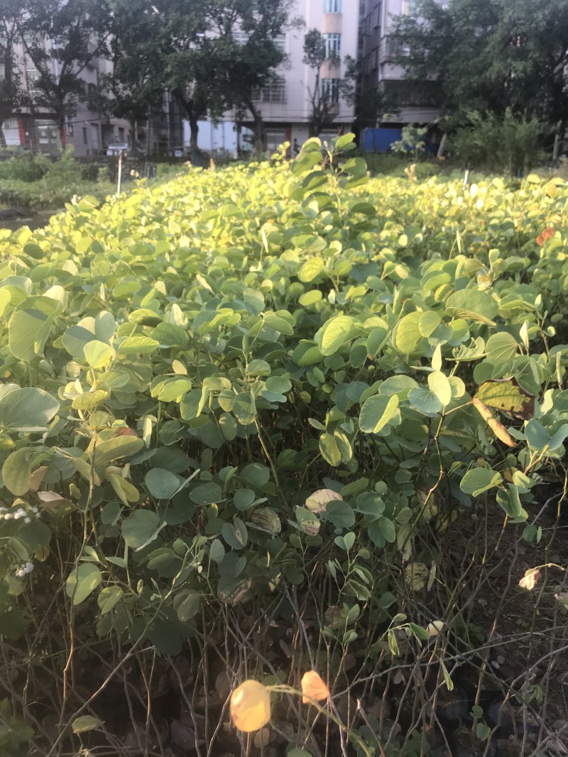 宫粉紫荆小苗树苗粉色白色红色