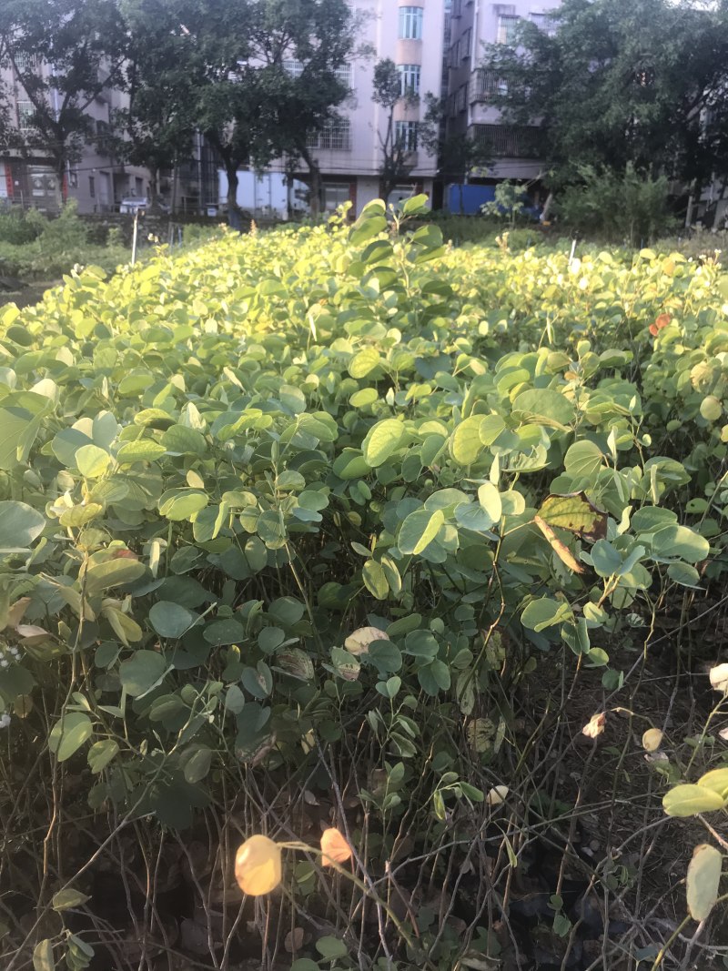 宫粉紫荆小苗树苗粉色白色红色