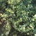 宫粉紫荆小苗树苗粉色白色红色