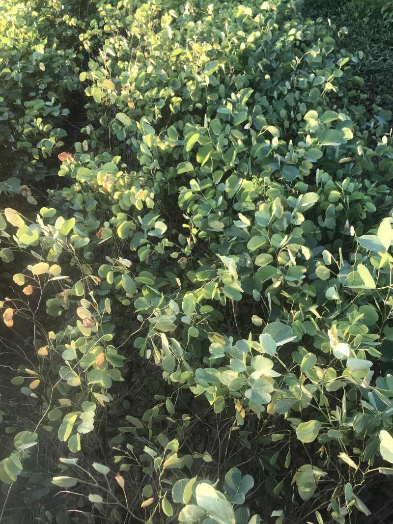 宫粉紫荆小苗树苗粉色白色红色