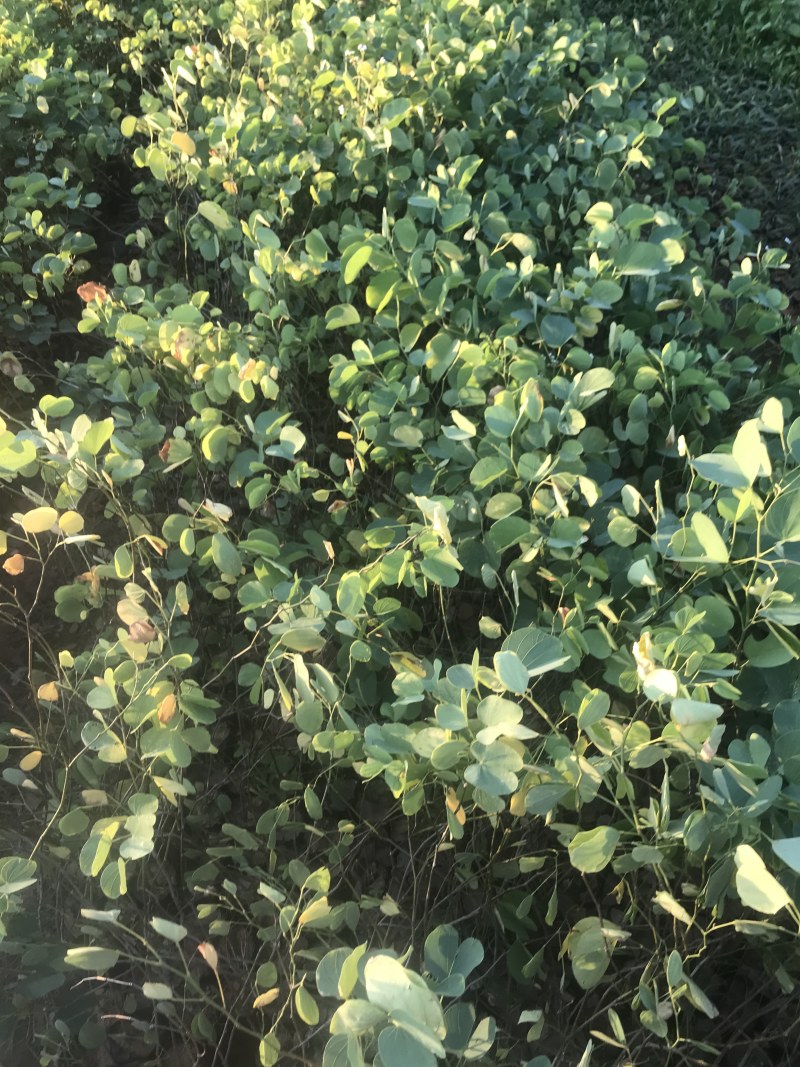 宫粉紫荆小苗树苗粉色白色红色