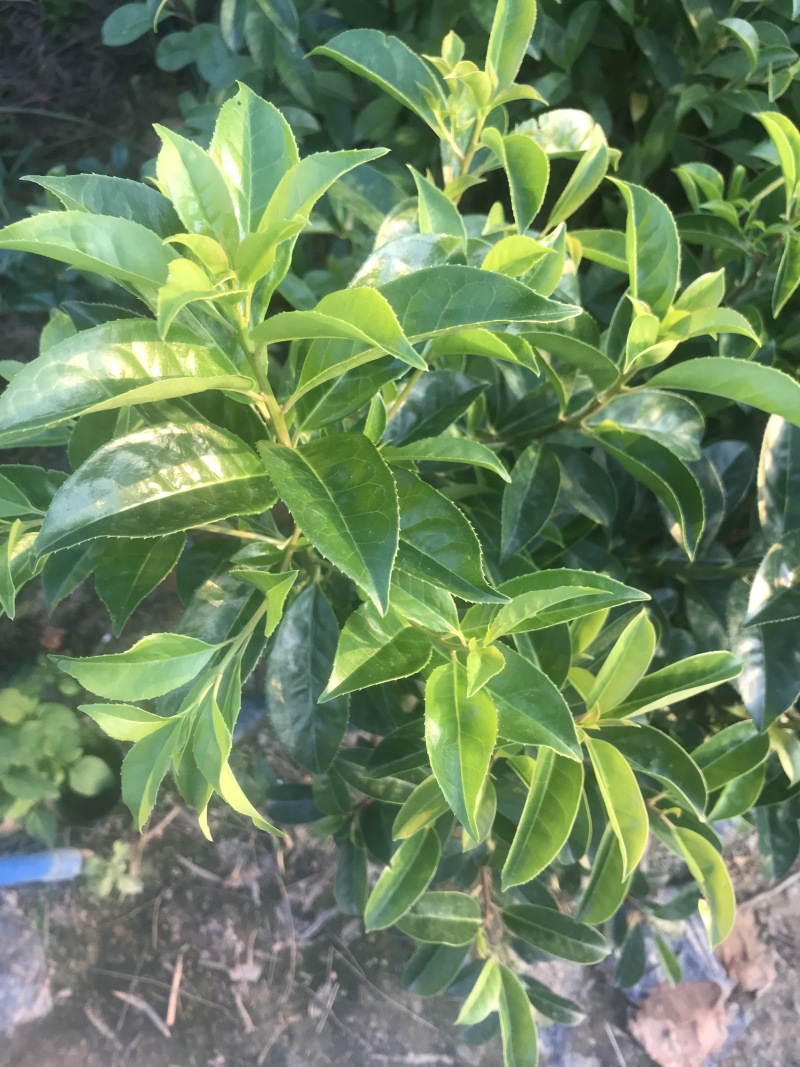 铁冬青树苗小苗杯苗袋苗大苗万紫千红