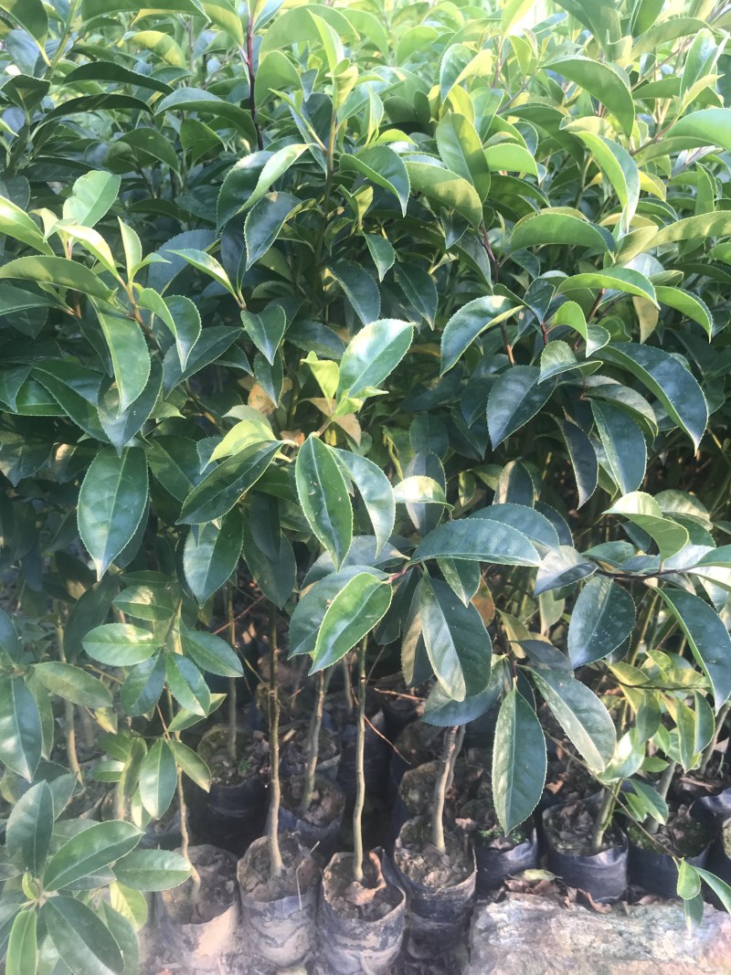 铁冬青树苗小苗杯苗袋苗大苗万紫千红