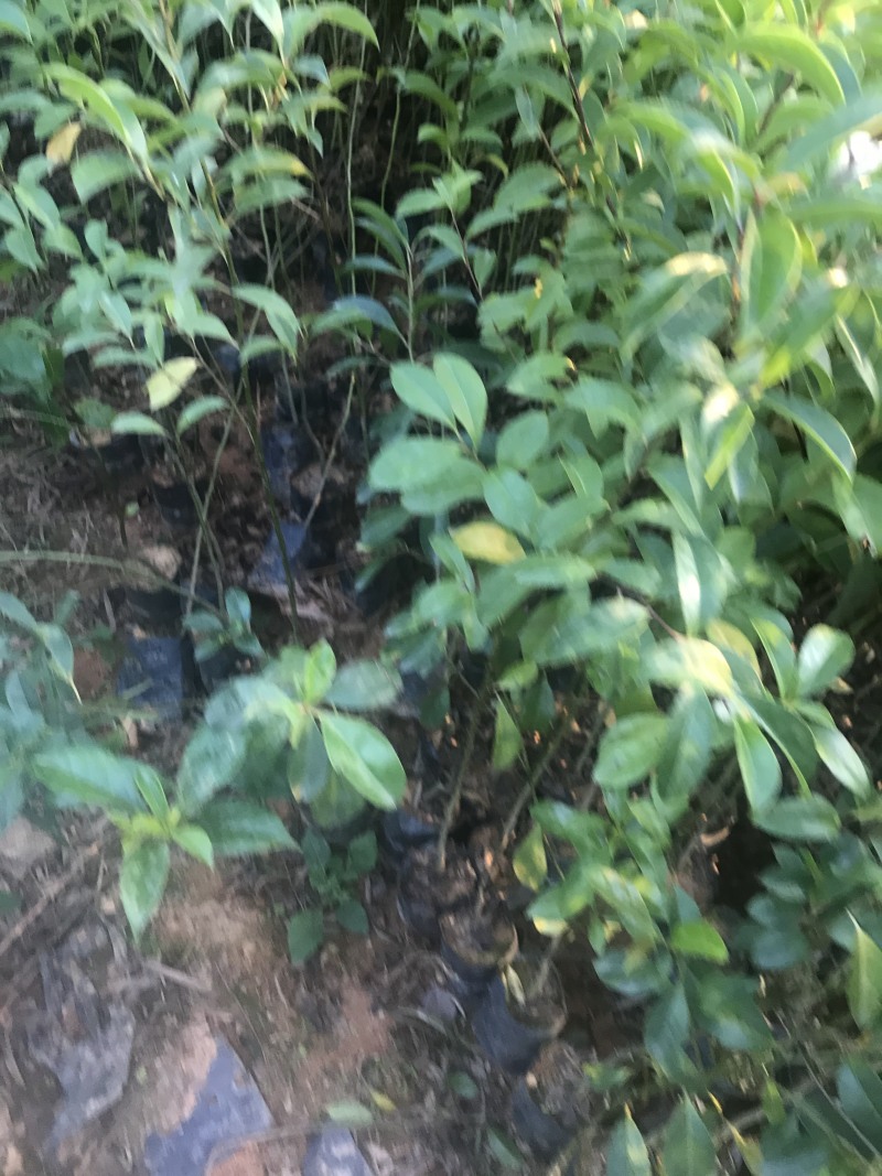 铁冬青树苗小苗杯苗袋苗大苗万紫千红