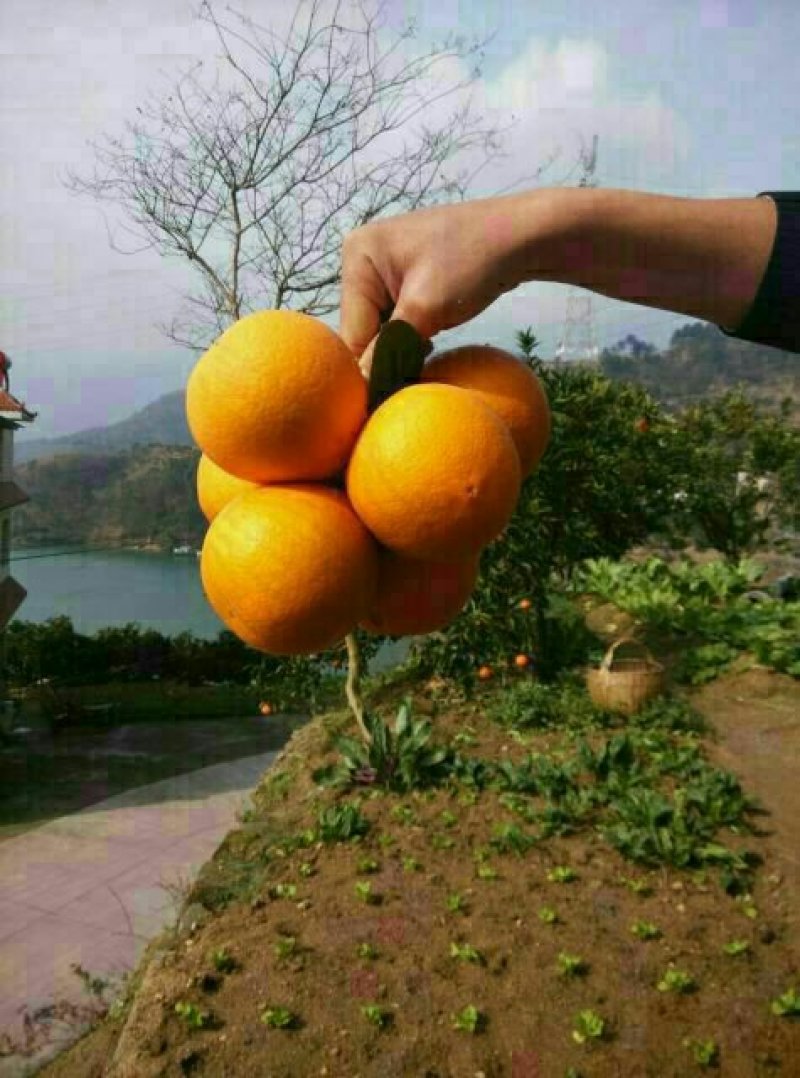 湖北夏橙宜昌夏橙口感九分甜，一分酸一手货源欢迎选购