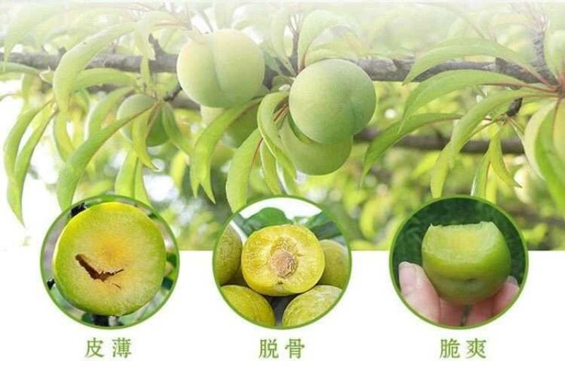 李子苗嫁接脆红李子苗现挖现发盆栽地栽当年挂果