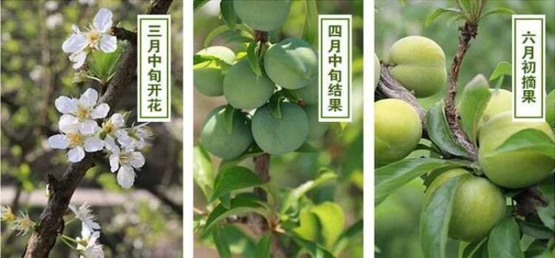 李子苗嫁接脆红李子苗现挖现发盆栽地栽当年挂果