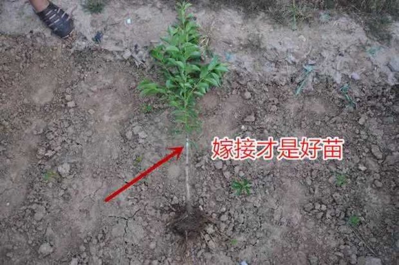 李子苗嫁接脆红李子苗现挖现发盆栽地栽当年挂果