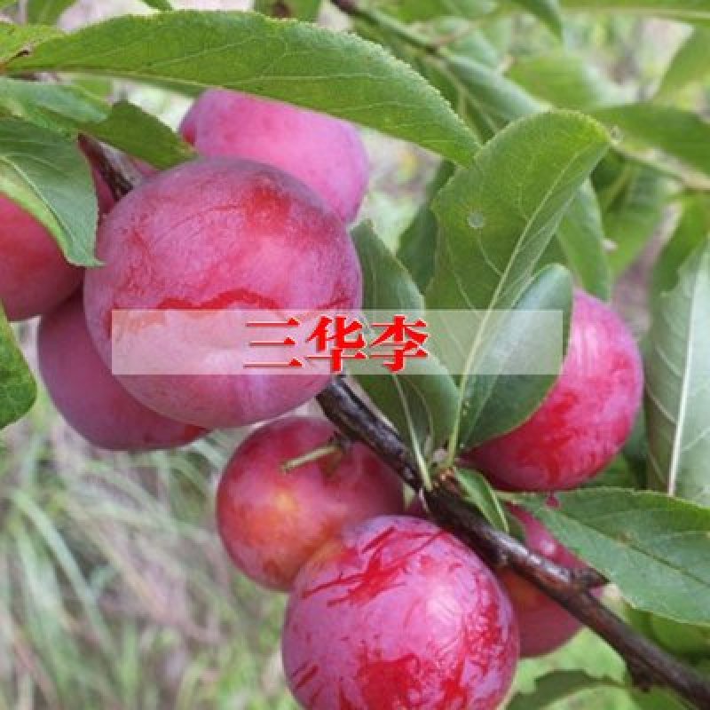李子苗嫁接脆红李子苗现挖现发盆栽地栽当年挂果