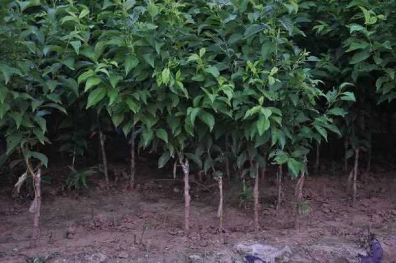李子苗嫁接脆红李子苗现挖现发盆栽地栽当年挂果