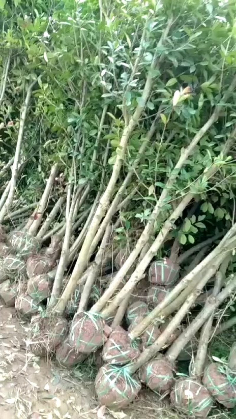 红叶石楠3公分低价处理