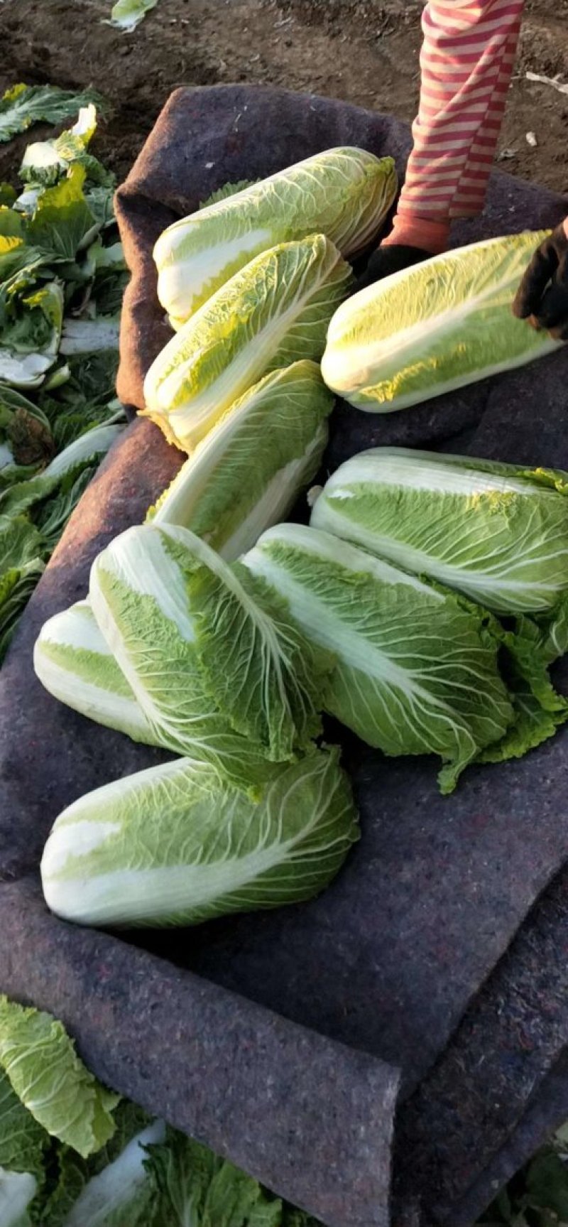 唐山市玉田县北京三号白菜货源充足4~6斤