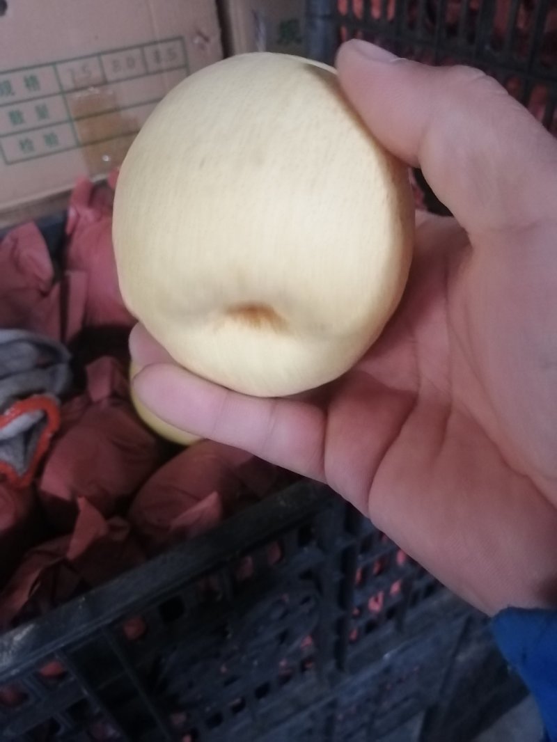 雪梨~山西优质雪花梨基地直发，可视频看货，商超平台对接