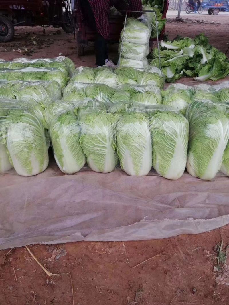 河南大白菜。精品三号菜大量上市中。产地直供量大从优。