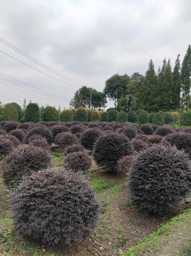 25-150公分红继木小苗，球子