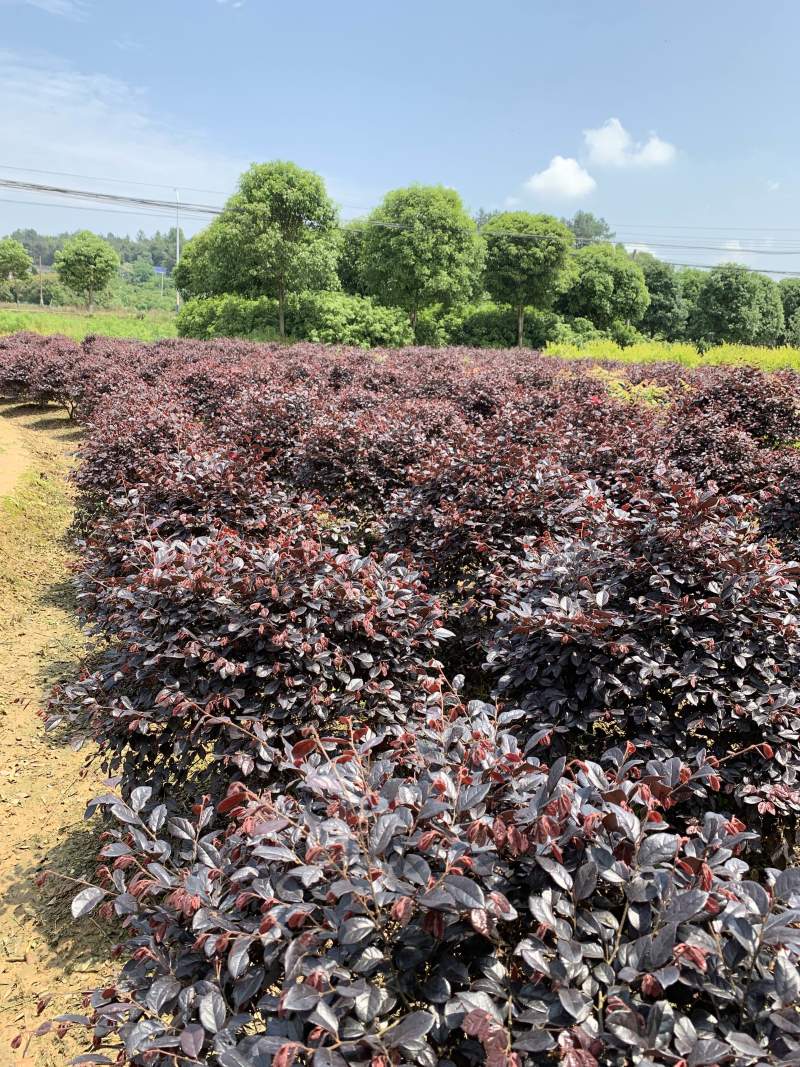 25-150公分红继木小苗，球子