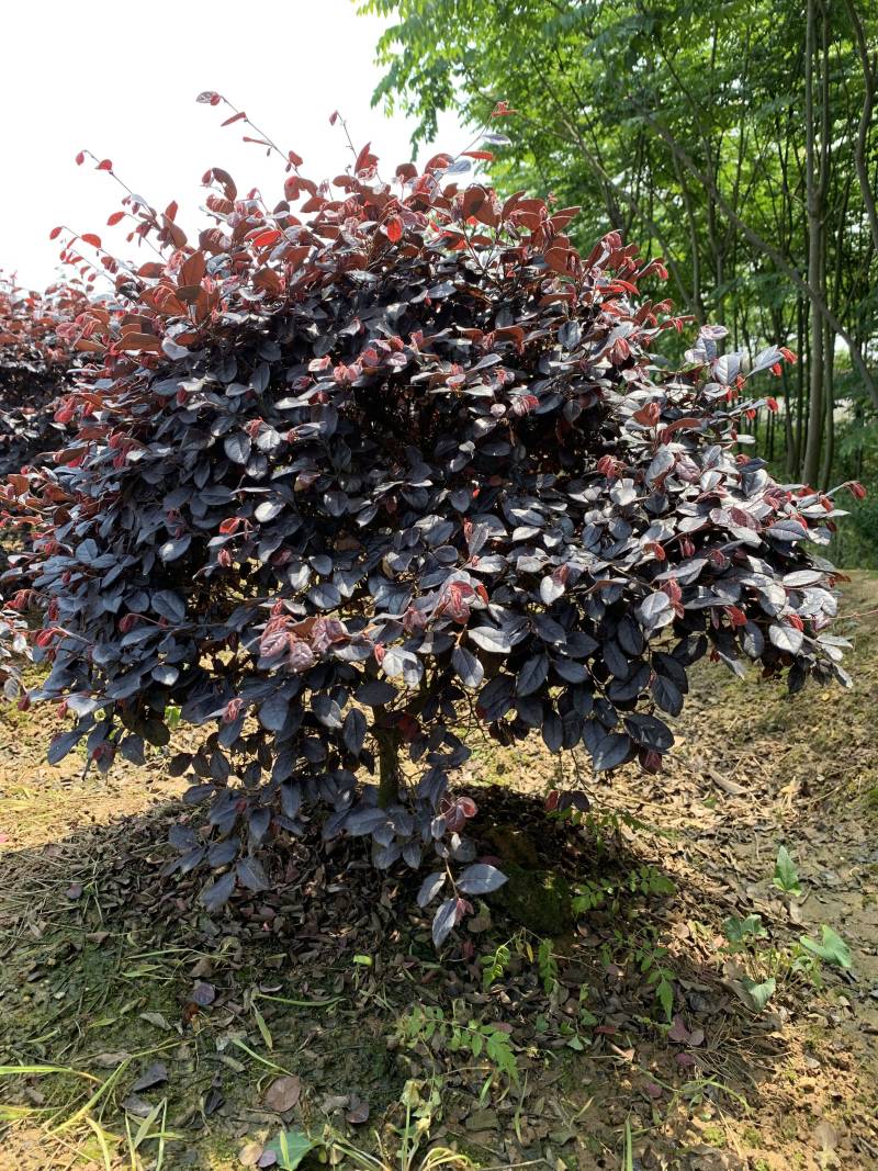 25-150公分红继木小苗，球子